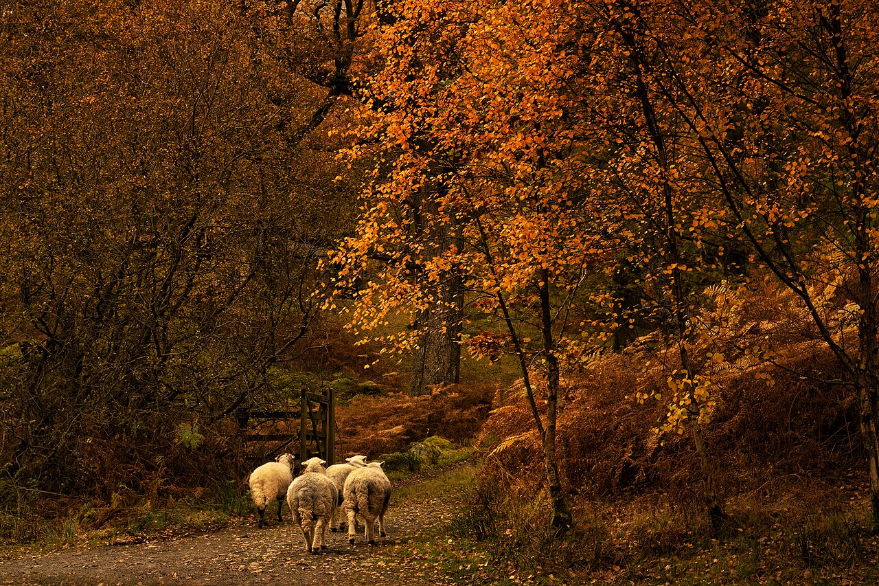 off-lead walks lake district - Lake District National Park - A walk in the woods (48992358473)