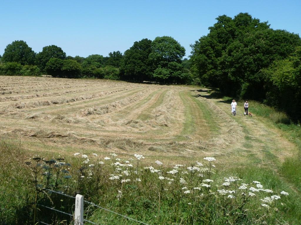 holiday cottages allow 3 dogs - Walking the dogs on a footpath near Tenterden