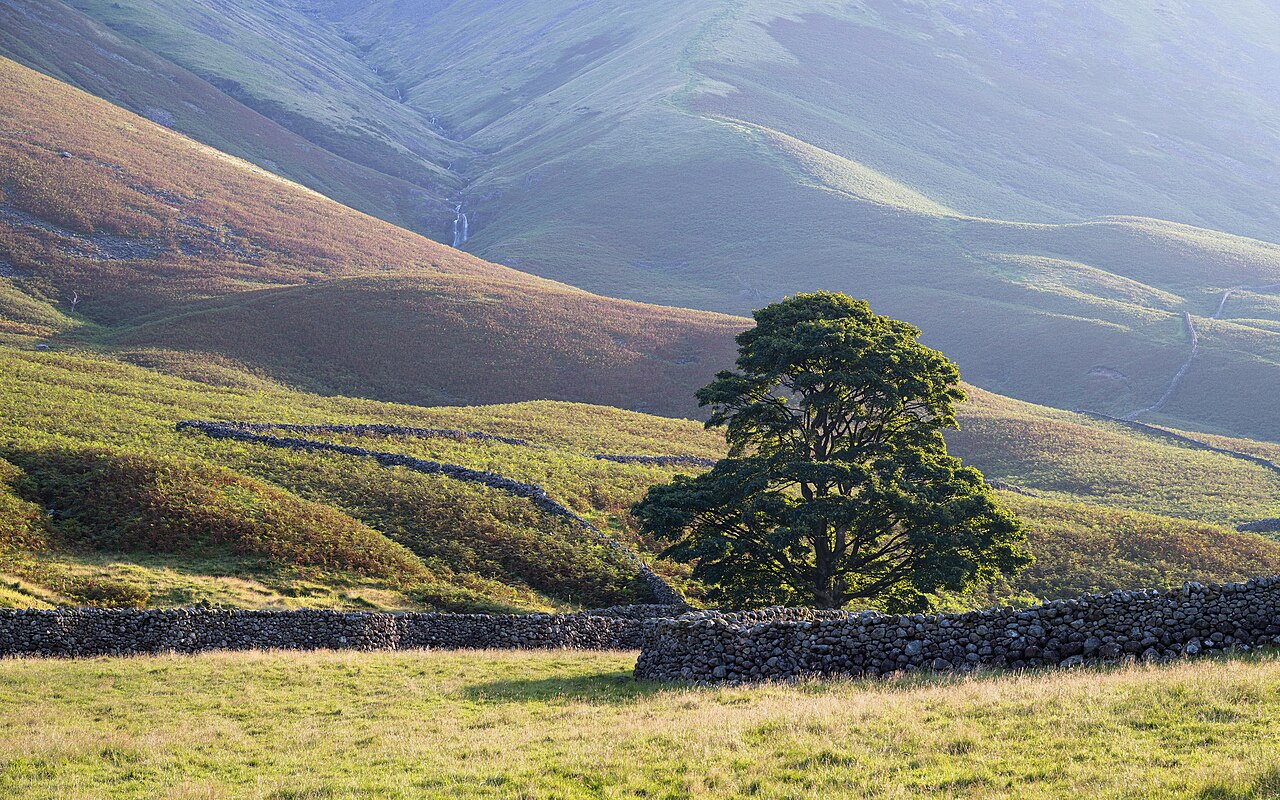 pet-friendly cottages lake district - Wasdale Tree under Kirk Fell Lake District 2025 01