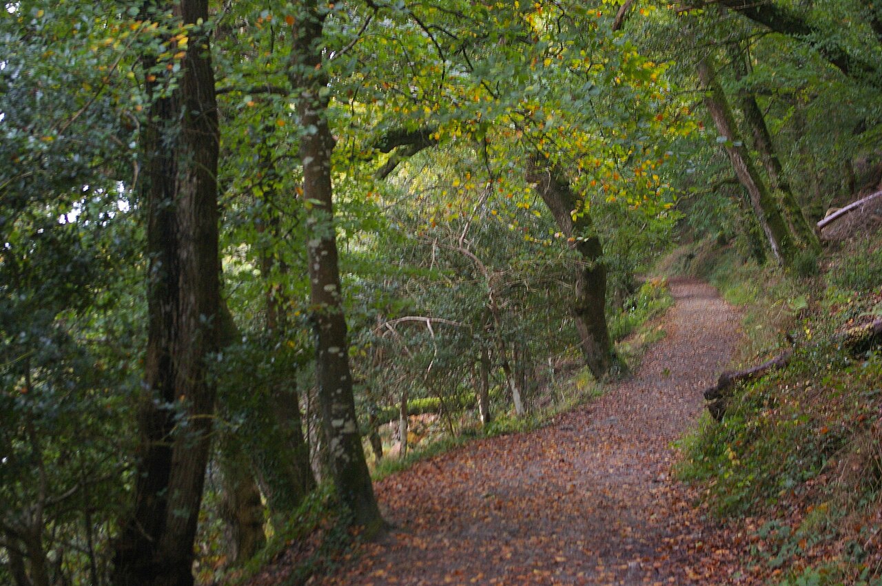 off-lead walks cornwall - Woodland walk, Trelissick estate